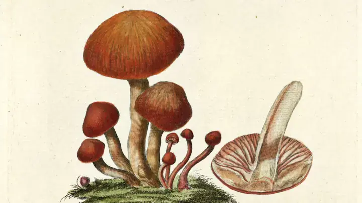 Sidste hæfte i bogværket Flora Danica udgives